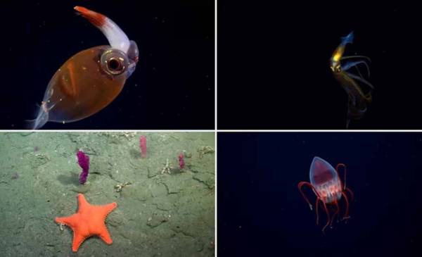Una nueva expedición explorará los cañones submarinos de Bahía Blanca y Almirante Brown