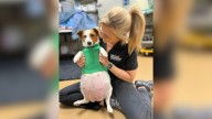 Kentucky Terrier Surprises Everyone With A Record