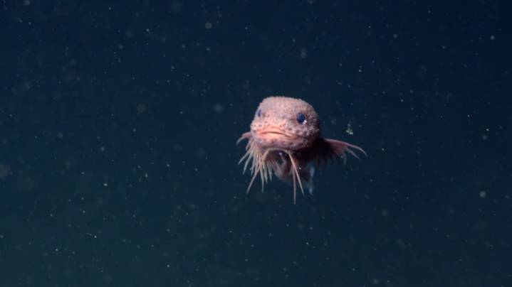 It's cute and pink! Meet the newly discovered Bumpy Snailfish