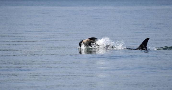 Una nueva orca es vista cargando el cadáver de su cría en aguas de Washington