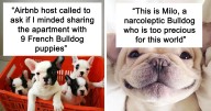 50 Cute Pics Of Bulldogs Prove How Common Stereotypes About Them Are Wrong