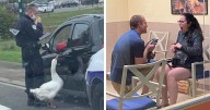 This Facebook Page Is All About Animal Images That Need To Be Seen (45 New Pics)