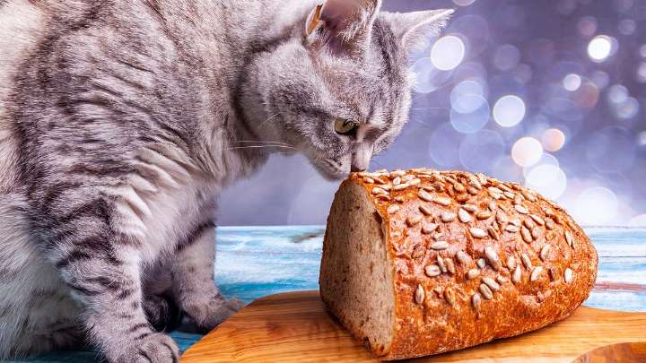 Can Cats Eat Bread? Explaining Empty Calories