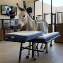 El burro marimbero