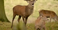 Tatton Park changes entry rules after injuries caused by deer