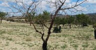 El Gobierno y la política verde de la UE condenan a la desertificación a la provincia de Alicante
