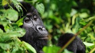 Tourism is helping Uganda's endangered mountain gorillas make a comeback