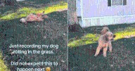 Owner Films Calm Pup, Then Chaos Erupts as Dog Breaks Loose