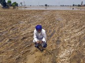 Mixed rainfall in India's agri regions, floods and deficits, raise food inflation risk: Report Photo Source: ANI [ FULL VIEW ]