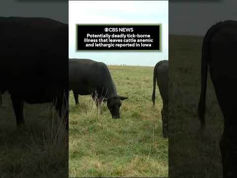 Potentially deadly tick-borne illness that leaves cattle anemic, lethargic reported in Iowa #shorts
