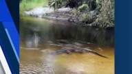‘He was ready to hurt someone:’ Large gator approaching people and pets in popular swimming area