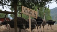 B.C. ostrich farm seeks new stay of cull order and says CFIA mobilizing ‘imminently’