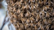 Abejas asesinas atacan a jarochos en Tantoyuca y matan a un abuelito