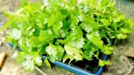 El truco viverista para reproducir tu planta de Cilantro en casa y disfrutar de su rico sabor en la cocina