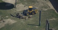 Zoo staff use loader to help elephant stand at Milwaukee County Zoo