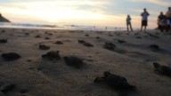 La liberación de tortugas se fusiona con el atardecer en Mazatlán