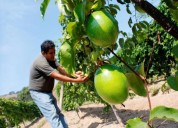 Promulgan ley que promueve la transformación productiva del sector agrario