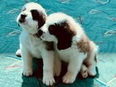 Puppy alert: Timberline introduces new St. Bernards