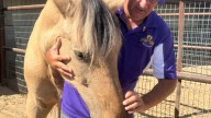 How a Rio Rancho nonprofit is using horses to help the community