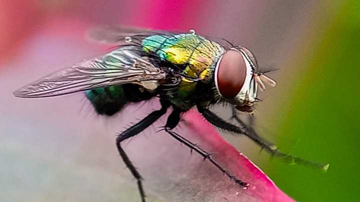 New World screwworm fly raises alarms among Arizona ag officials