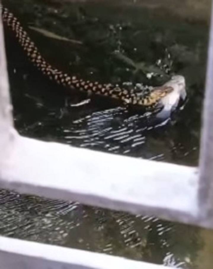 Snake's 'fishy delight' in flooded Kolkata goes viral
