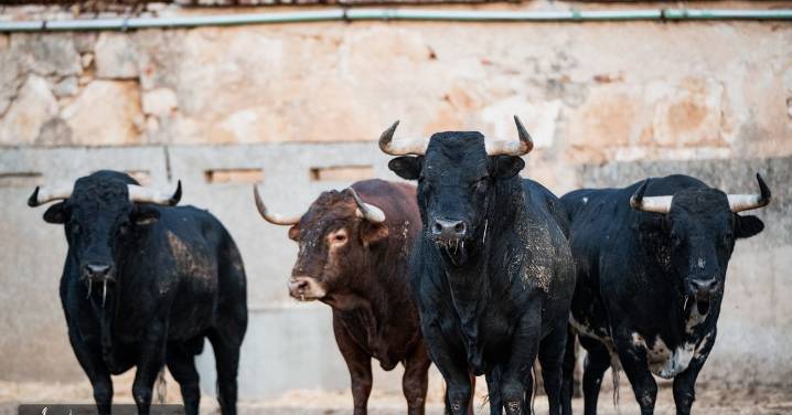 De 'Filósofo' a 'Volador': los toros de García y Olga Jiménez para el regreso de Morante a La Glorieta con Ismael Martín y Marco Pérez