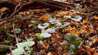 Red-Tail Land Conservancy: The litter you can leave alone Kendalynn Ross