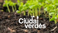 Estrategia de Ciudades Verdes: La iniciativa impulsada por el Ministerio de Medio Ambiente que busca resolver las problemáticas del cambio climático