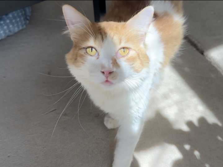 Adoption event this weekend at Whiskers N Wishes Sanctuary