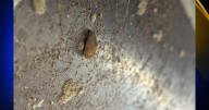 Suspected golden mussels discovered on boat by inspectors at boat inspection station in Oroville