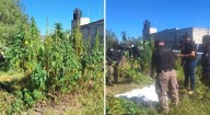 FGR destruye plantío de marihuana en Téllez, Zempoala