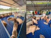 Avanza proyecto de granja porcina en Apure
