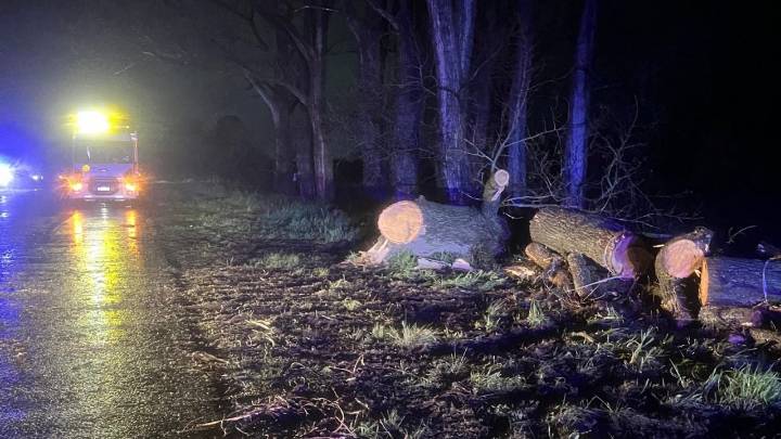 Árbol caído interrumpió el tránsito en Ruta 30
