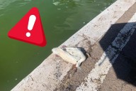Denuncian abandono de los patos del parque Sahuatoba en Durango