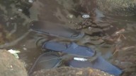 Airline amenity kits wash ashore amid port accident