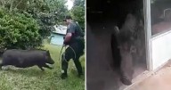Video shows massive wild boar charging at Florida deputies after crashing through home