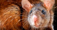 Anyone who lays DIY rat traps or poison issued warning
