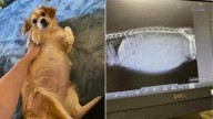 Oklahoma Foster Mom Shocked When Pup Proves Vet Wrong About Pregnancy