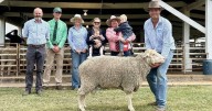 Record sale reached at Calga Dohne 2025 September Ram Sale