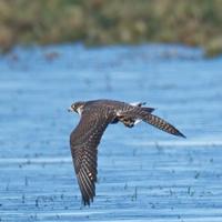 Researchers urge 'lights out' as over 12 million birds migrate across Washington state