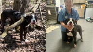 Connecticut Pup Found Tied To A Tree In The Woods Is Finally Safe And Searching For A Home