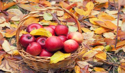 Recent weather has been good for SWM fruit crops