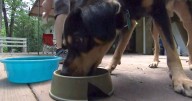 Canada Salmonella outbreaks linked to dog food, treats