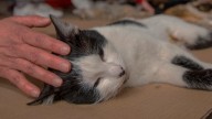 Las ventajas de la esterilización de mascotas