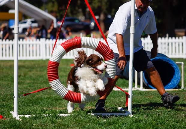 San Jose’s Bark in the Park putting rescued dogs in the spotlight