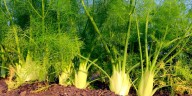La eficaz planta que purifica el intestino y alivia síntomas incómodos de colon irritable como gases o hinchazón