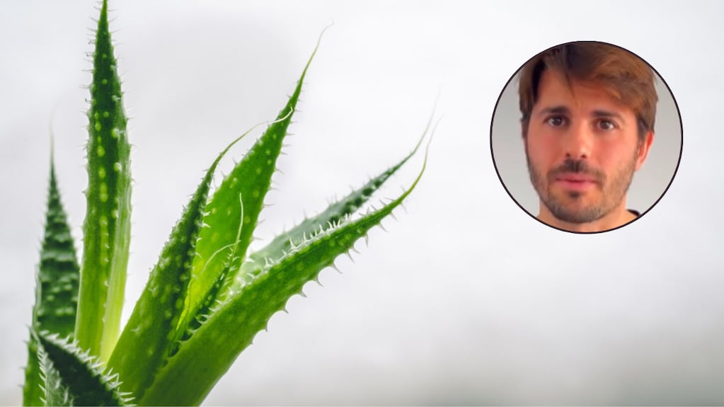 Álvaro Pedrera, experto en plantas: “Este error matará a tu aloe vera”