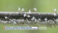 Weather conditions fuel rise in woolly aphids in East Texas