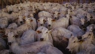 Por cierre de la vía al Llano, ganaderos estiman posibles pérdidas por $4.200 millones