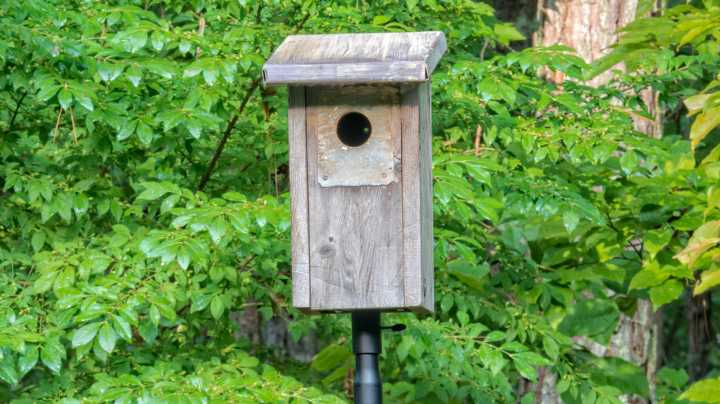 This Beautiful Songbird Is The Best Natural Pest Control For Your Yard